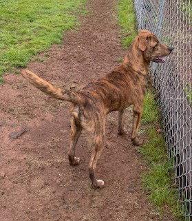 Jay, a Adoptable Mountain Cur in Carrollton, GA image 2/3