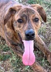 Jay, a Adoptable Mountain Cur in Carrollton, GA image 3/3