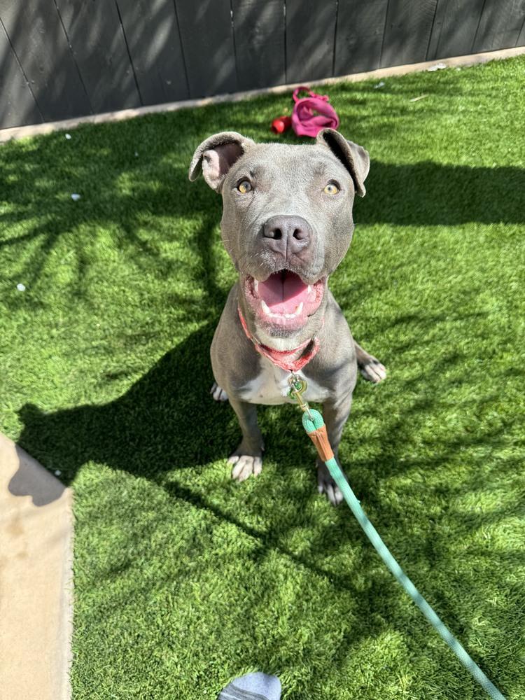 Gracie, a Adoptable mixed breed in San Diego, CA image 1/6