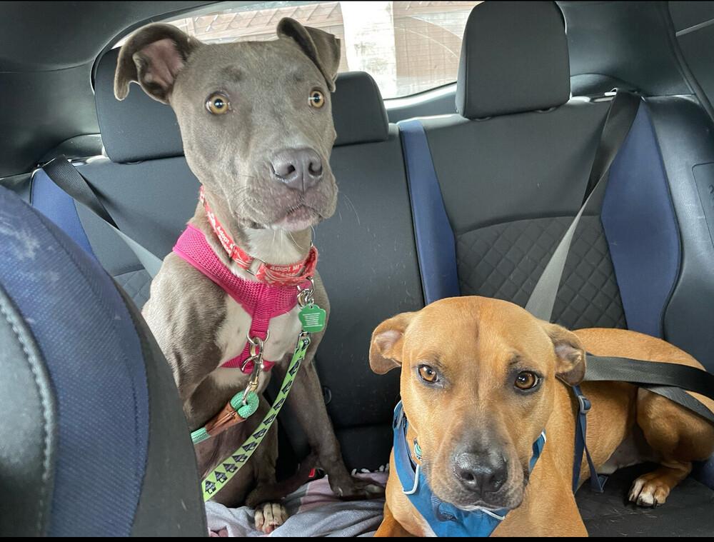 Gracie, a Adoptable mixed breed in San Diego, CA image 2/6