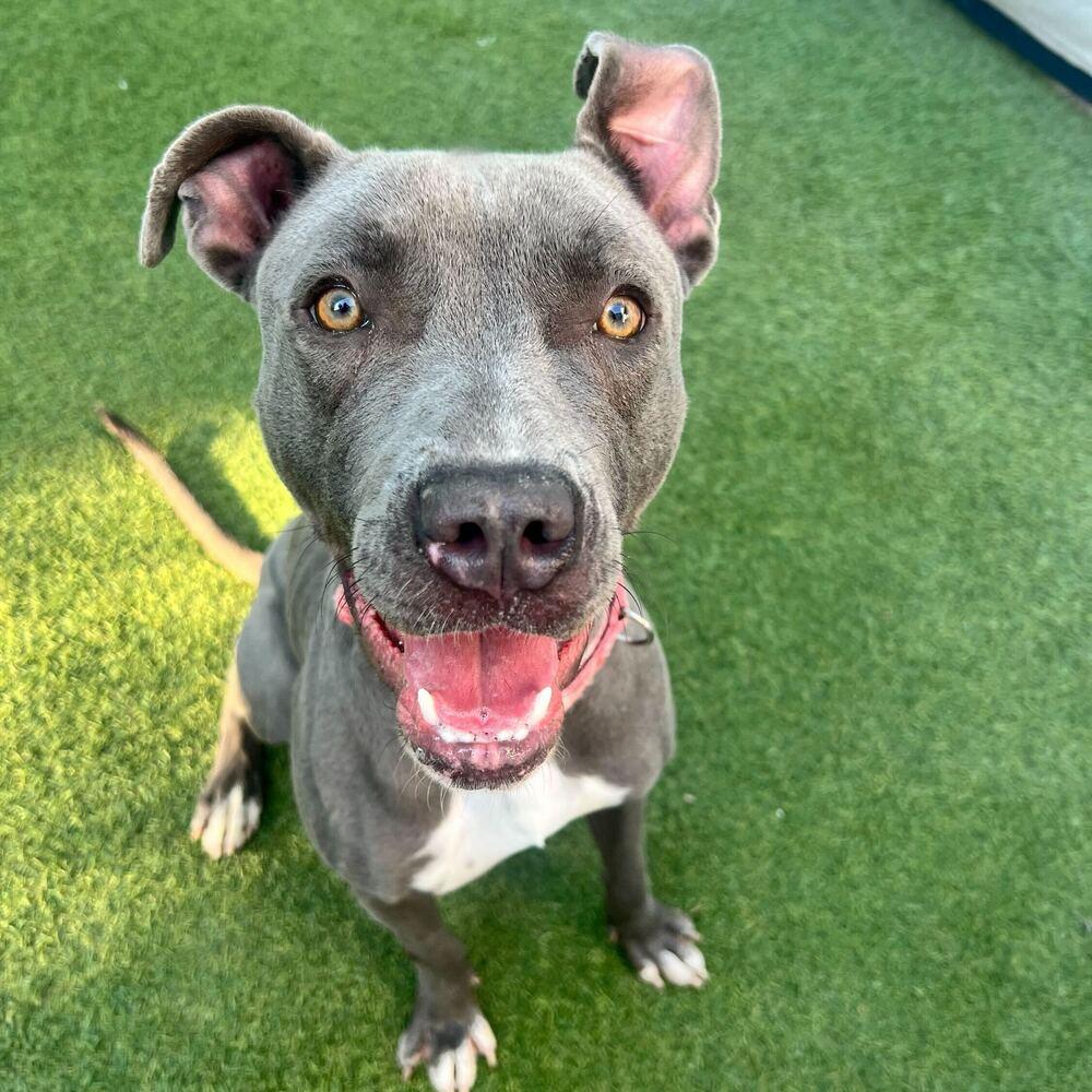 Gracie, a Adoptable mixed breed in San Diego, CA image 3/6