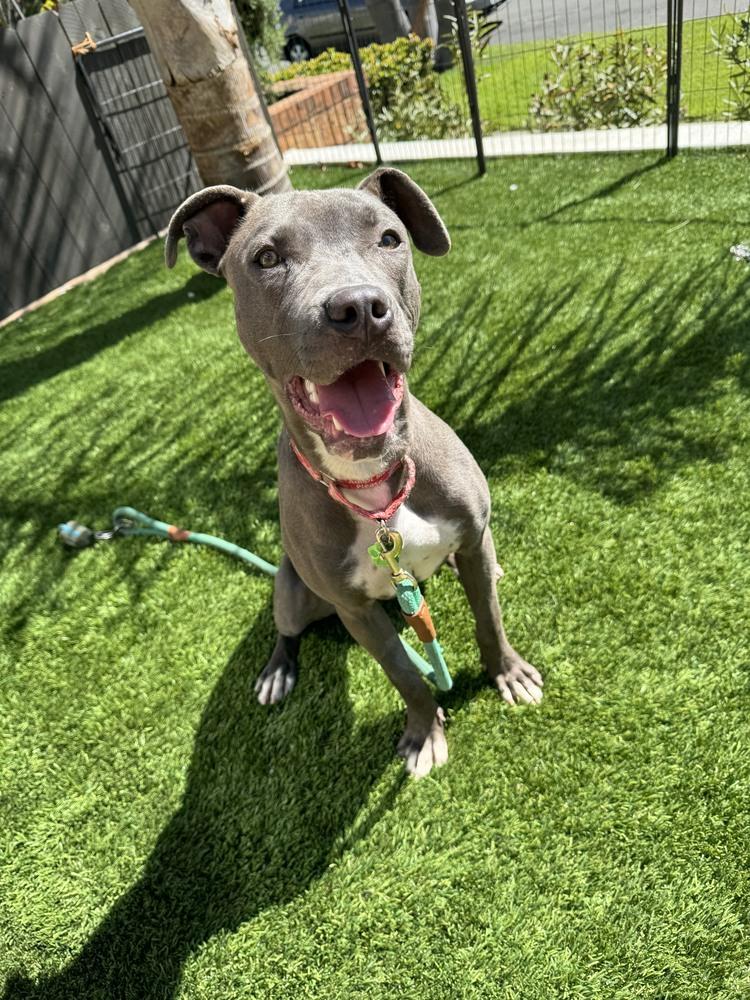 Gracie, a Adoptable mixed breed in San Diego, CA image 4/6