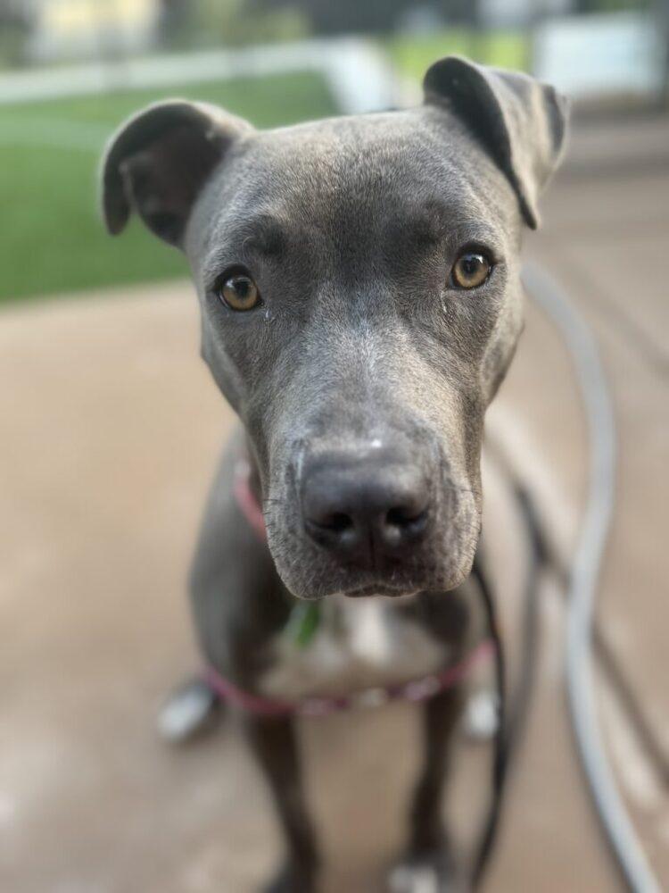 Gracie, a Adoptable mixed breed in San Diego, CA image 5/6
