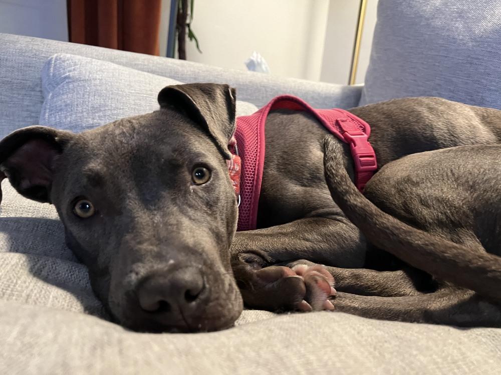 Gracie, Adoptable, Young Female Mixed Breed.