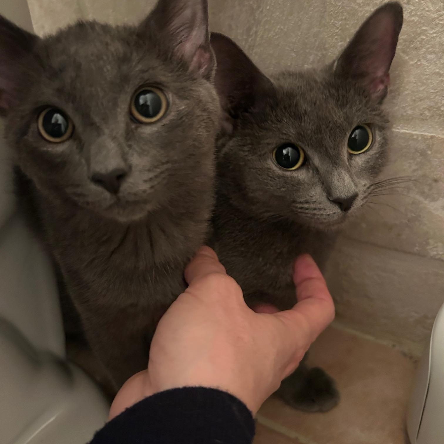 Enlarge Venus, a ADOPTABLE Russian Blue in Medford, MA image 2/3