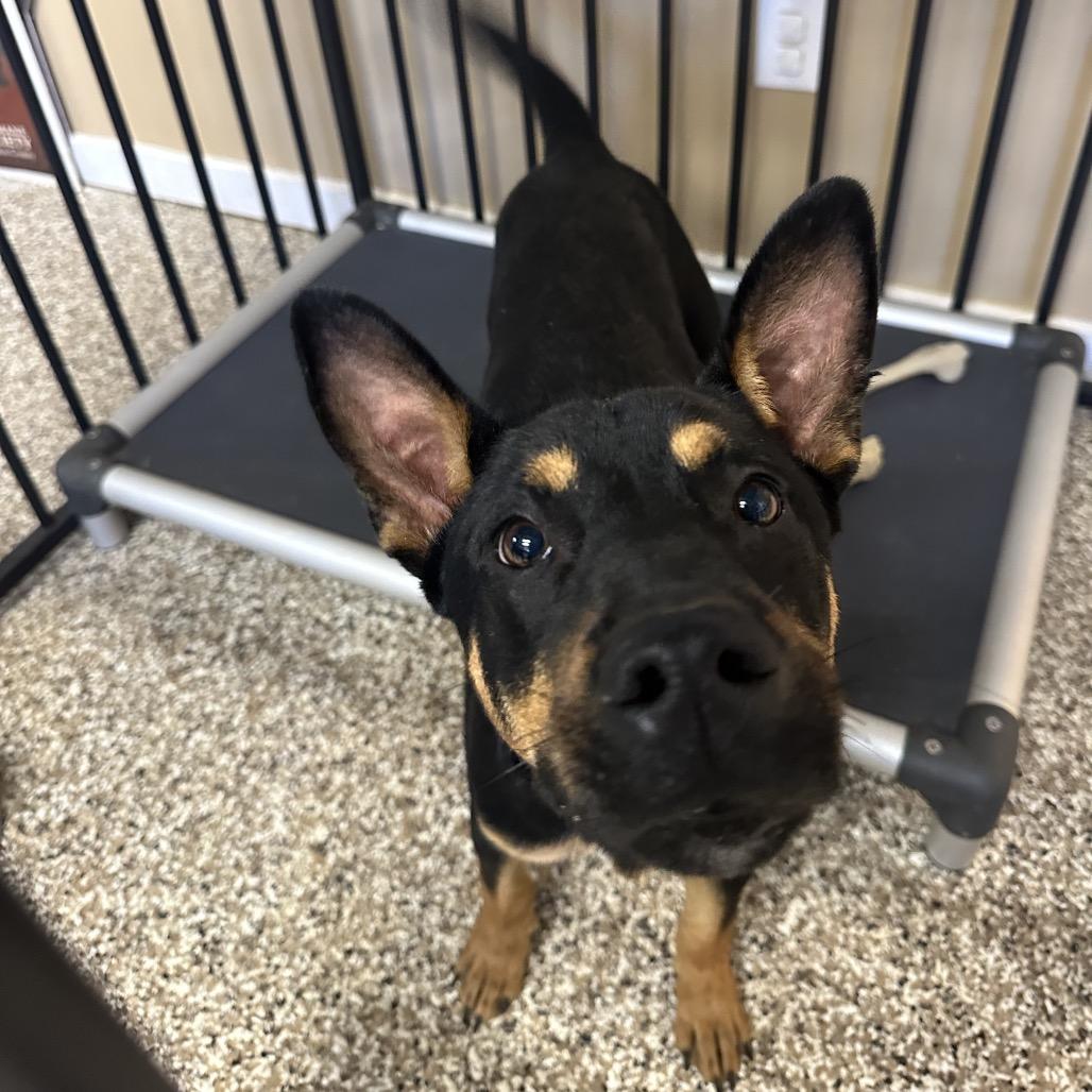 Enlarge Rebel, a Adoptable mixed breed in Tipton, IN image 1/6