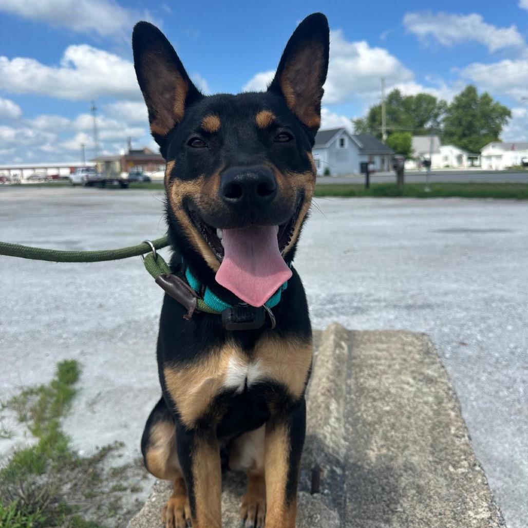 Enlarge Rebel, a Adoptable mixed breed in Tipton, IN image 2/6