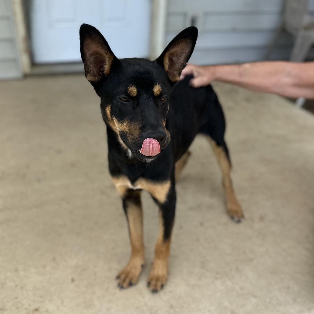 Enlarge Rebel, a Adoptable mixed breed in Tipton, IN image 3/6
