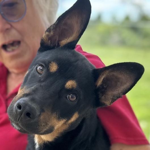 Enlarge Rebel, a Adoptable mixed breed in Tipton, IN image 4/6