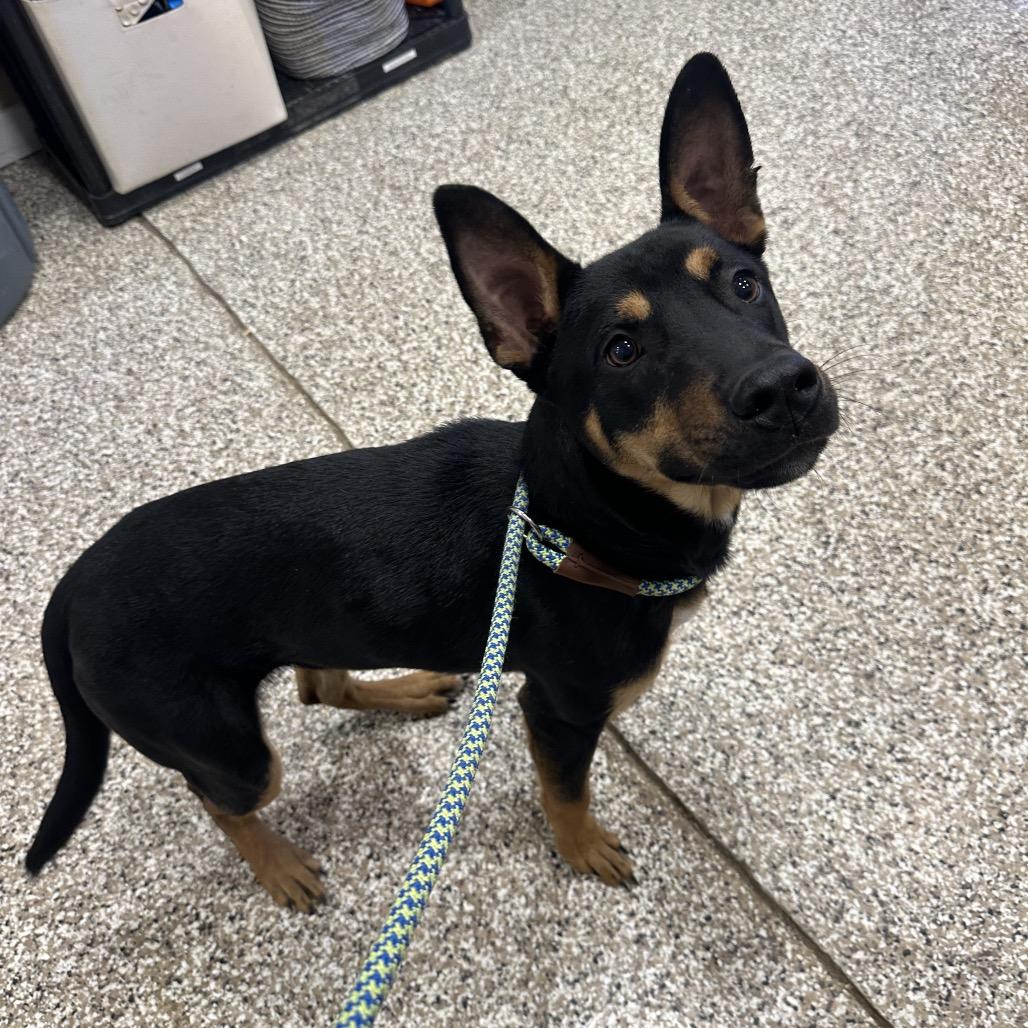 Enlarge Rebel, a Adoptable mixed breed in Tipton, IN image 5/6