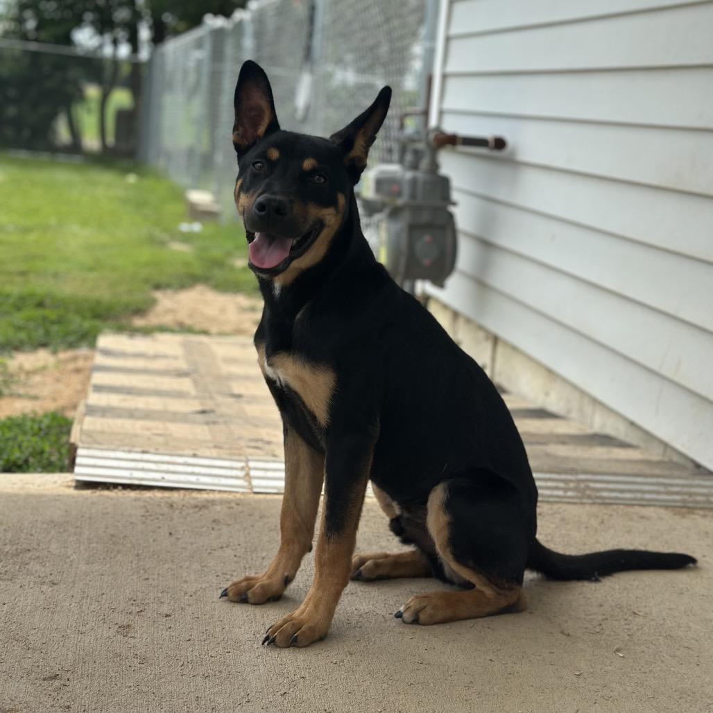 Enlarge Rebel, a Adoptable mixed breed in Tipton, IN image 6/6