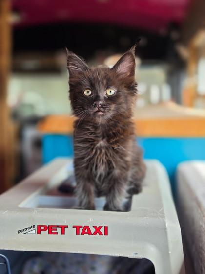 Clover, ADOPTABLE, Kitten Female Domestic Medium Hair.