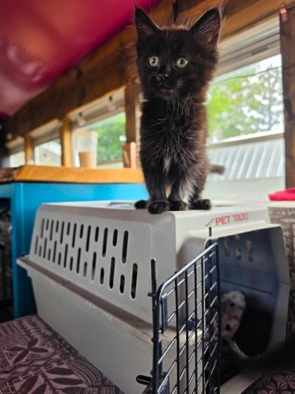 Clover, a ADOPTABLE Domestic Medium Hair in Cranbrook, BC image 2/3