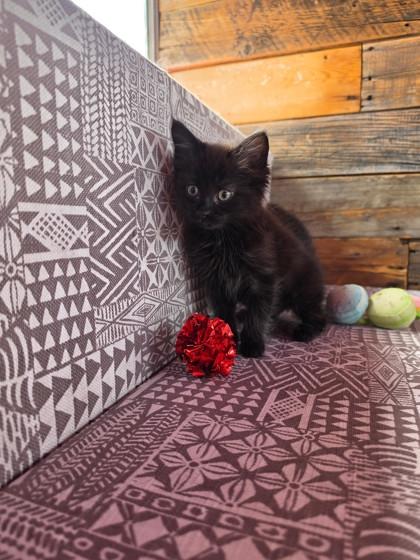 Clover, a ADOPTABLE Domestic Medium Hair in Cranbrook, BC image 3/3