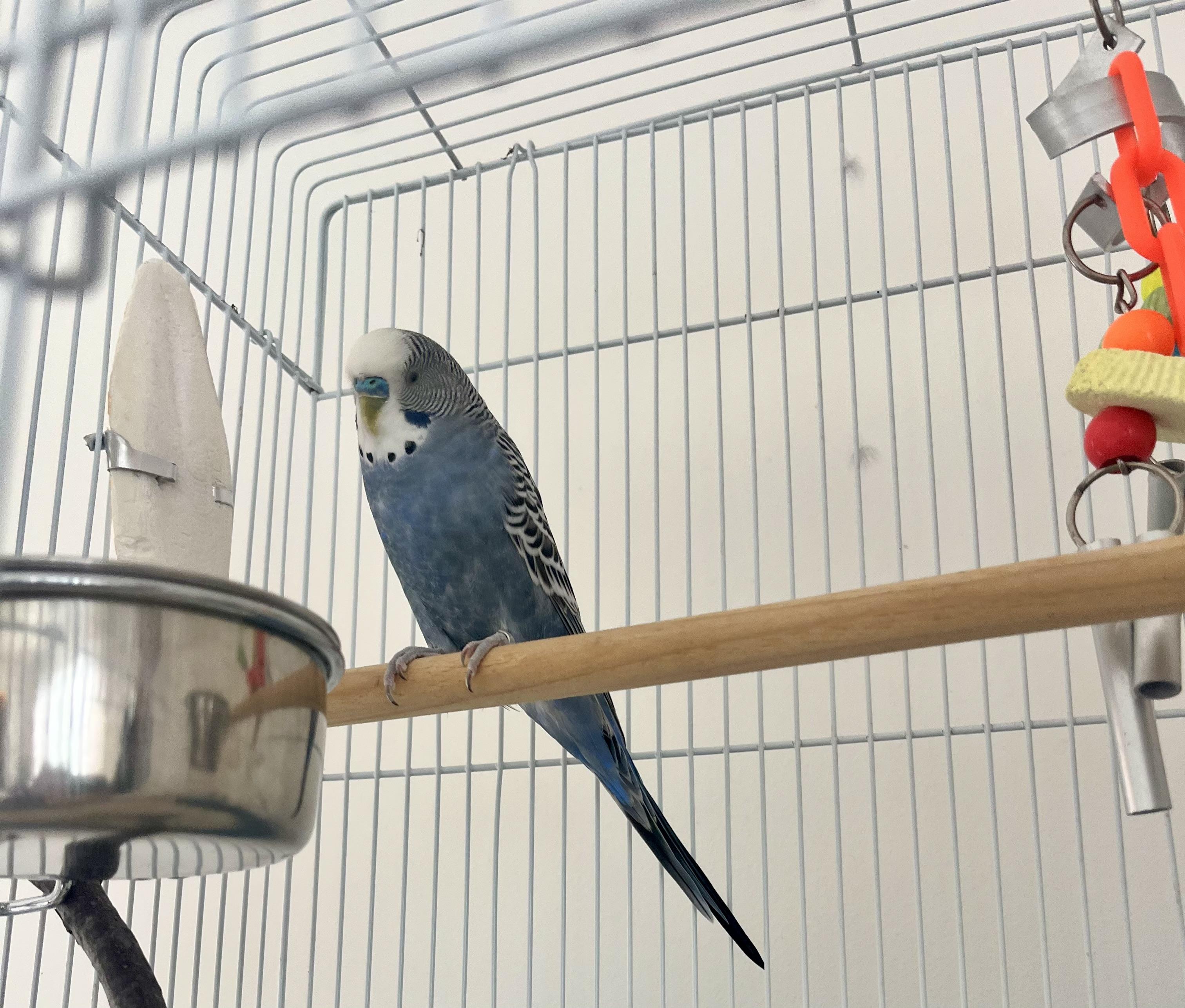 Enlarge Caruso, a Adopted Parakeet (Other) in Marblehead, MA image 3/4