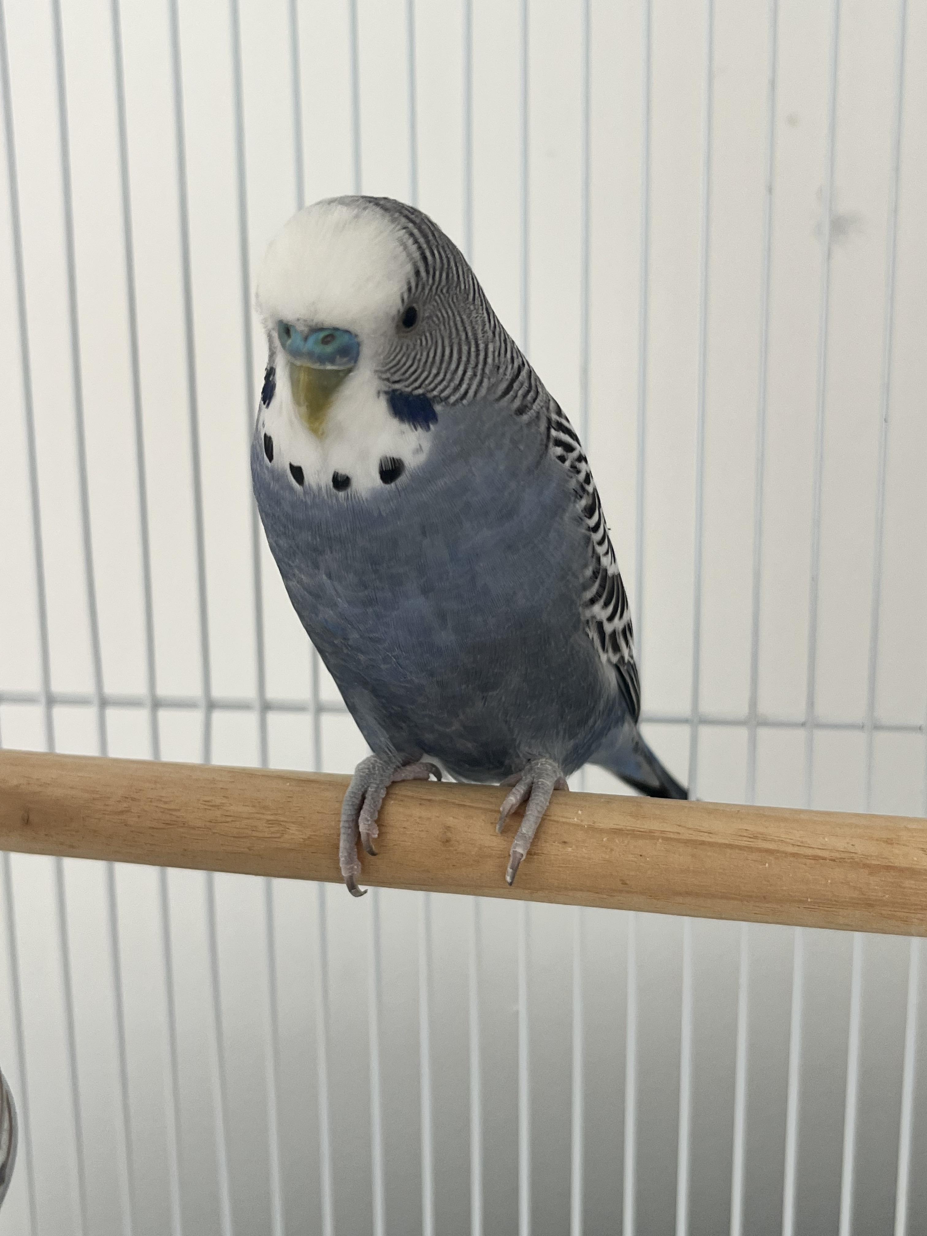 Enlarge Caruso, a Adopted Parakeet (Other) in Marblehead, MA image 2/4