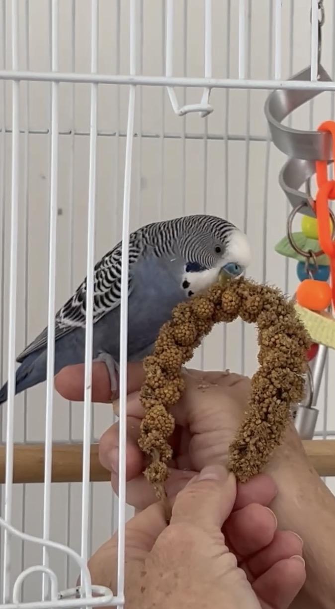 Enlarge Caruso, a Adopted Parakeet (Other) in Marblehead, MA image 1/4