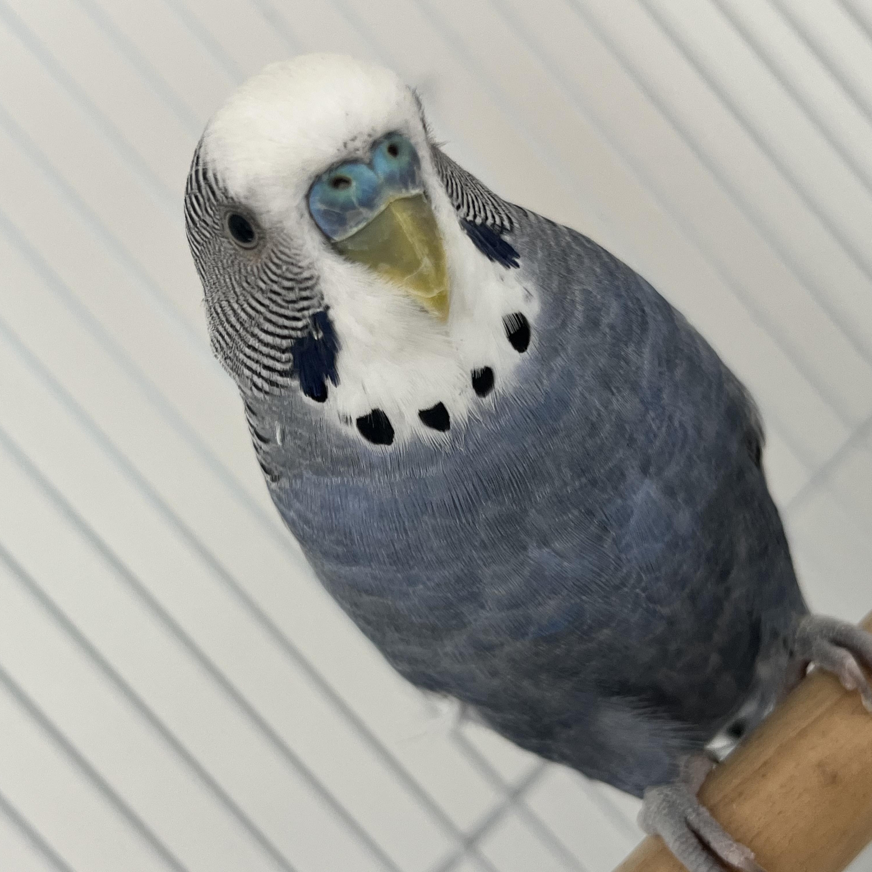 Enlarge Caruso, a Adopted Parakeet (Other) in Marblehead, MA image 4/4