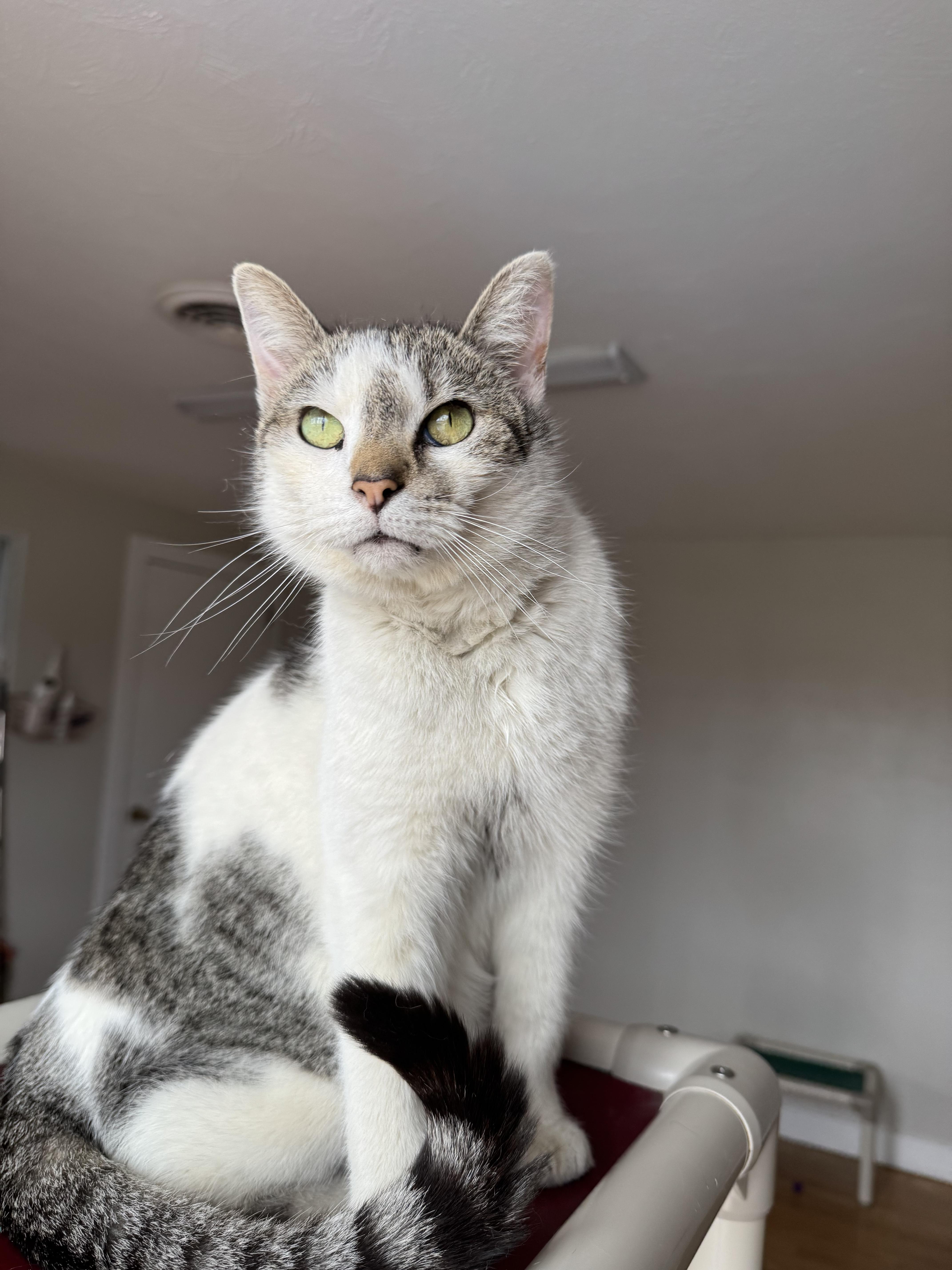 Porkchop, ADOPTABLE, Adult Male Domestic Short Hair.