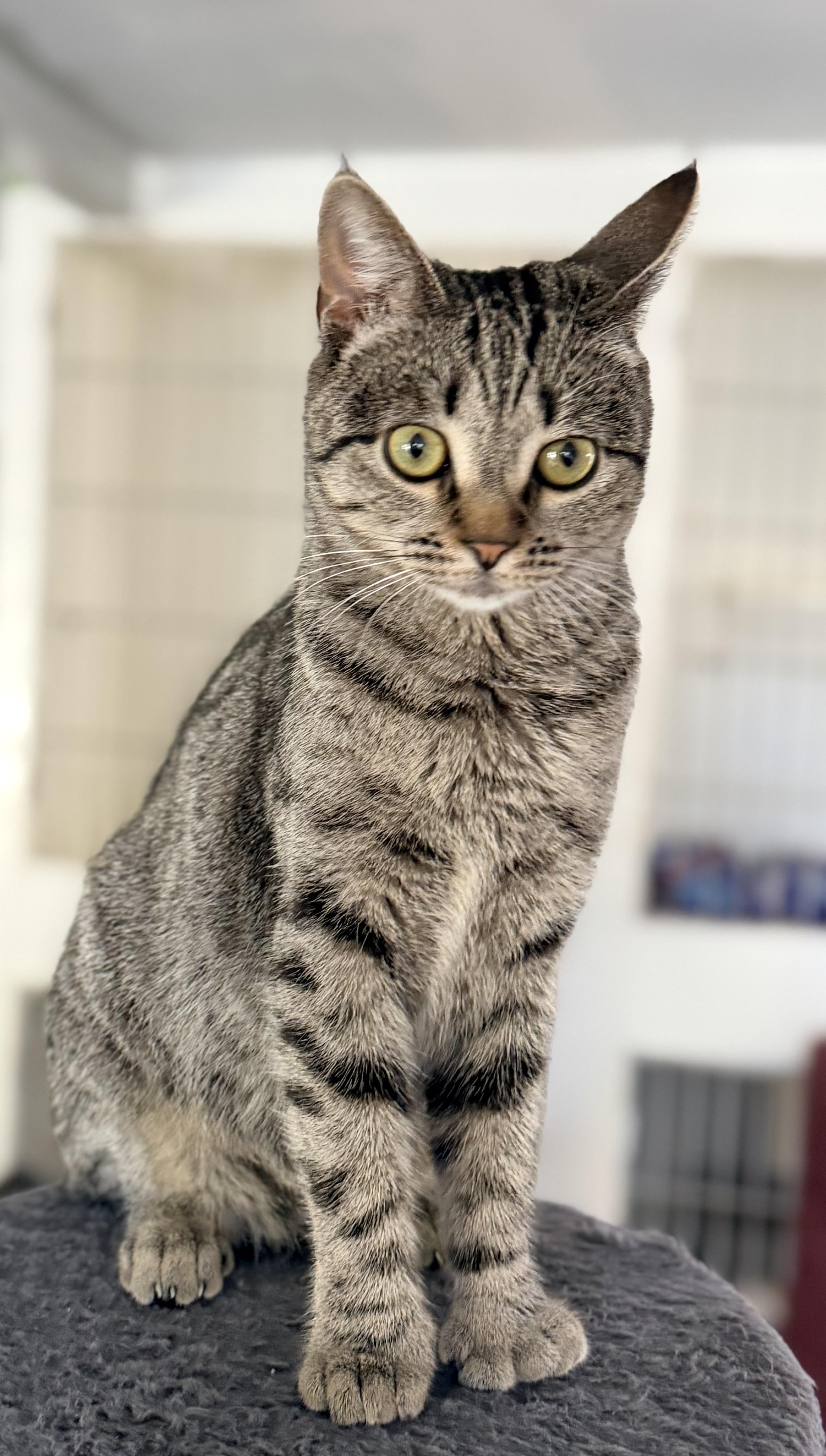 Enlarge POLLY, a ADOPTABLE Domestic Short Hair in Rowland Heights, CA image 4/5