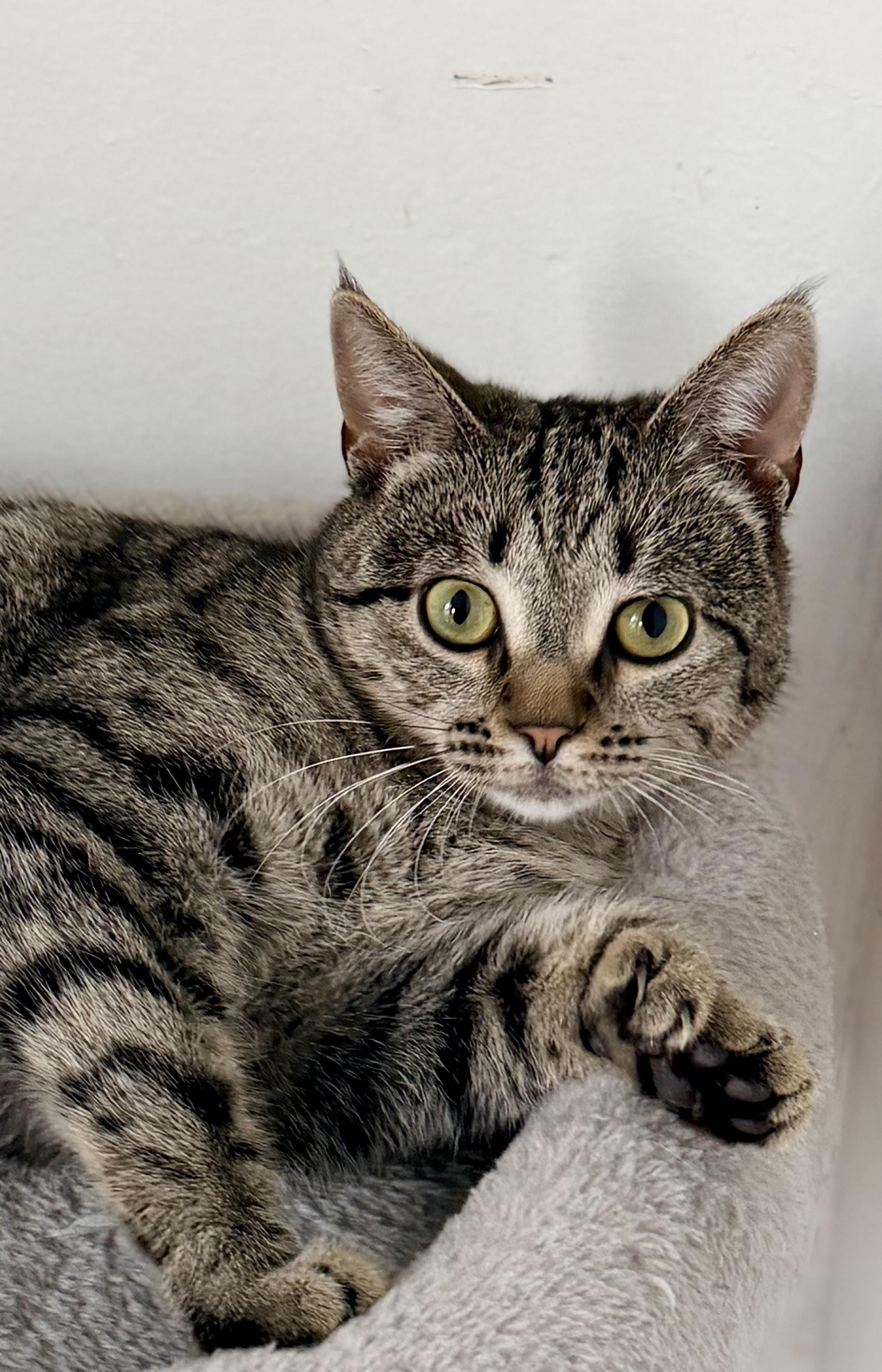Enlarge POLLY, a ADOPTABLE Domestic Short Hair in Rowland Heights, CA image 5/5