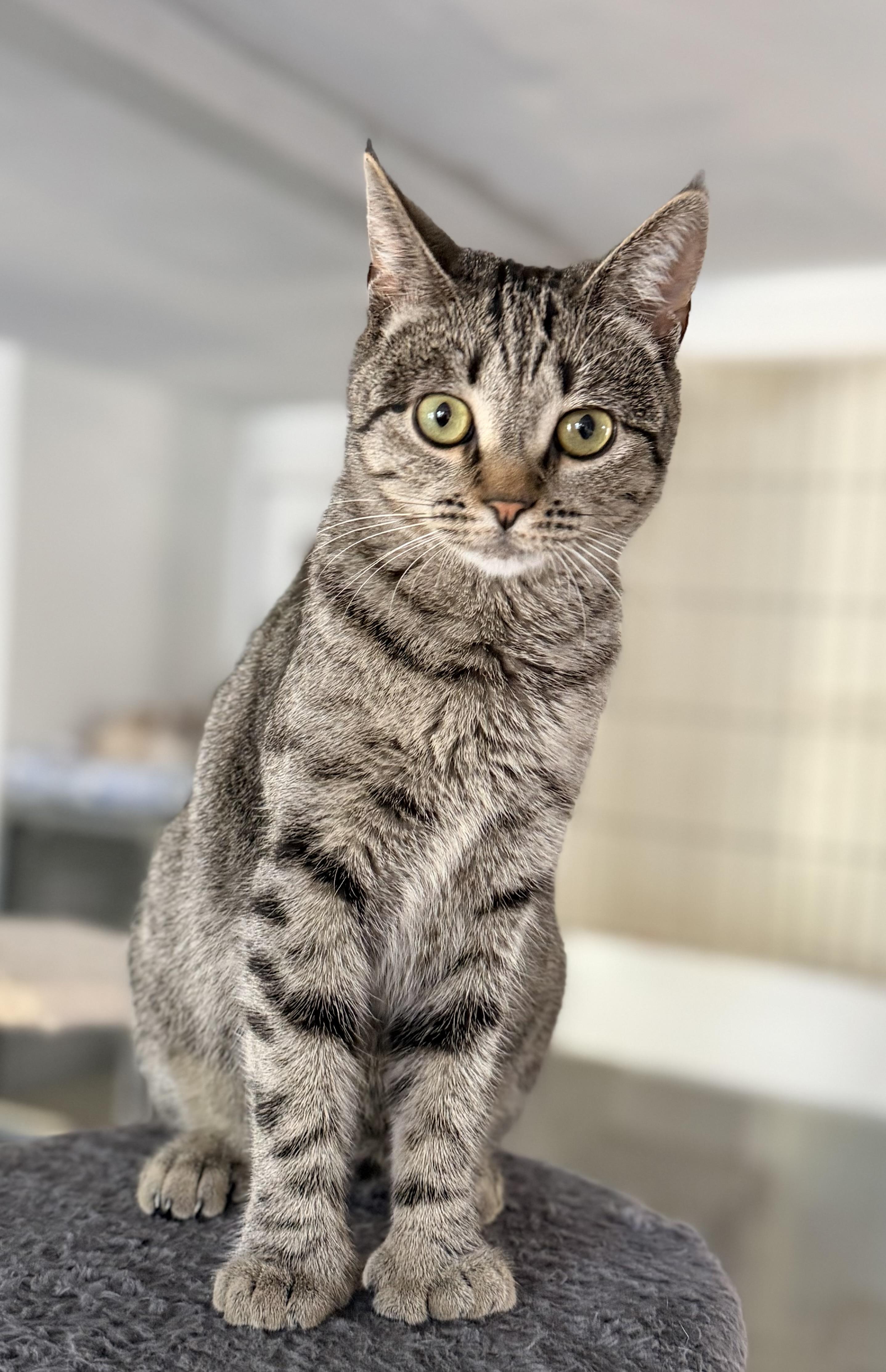 Enlarge POLLY, a ADOPTABLE Domestic Short Hair in Rowland Heights, CA image 1/5
