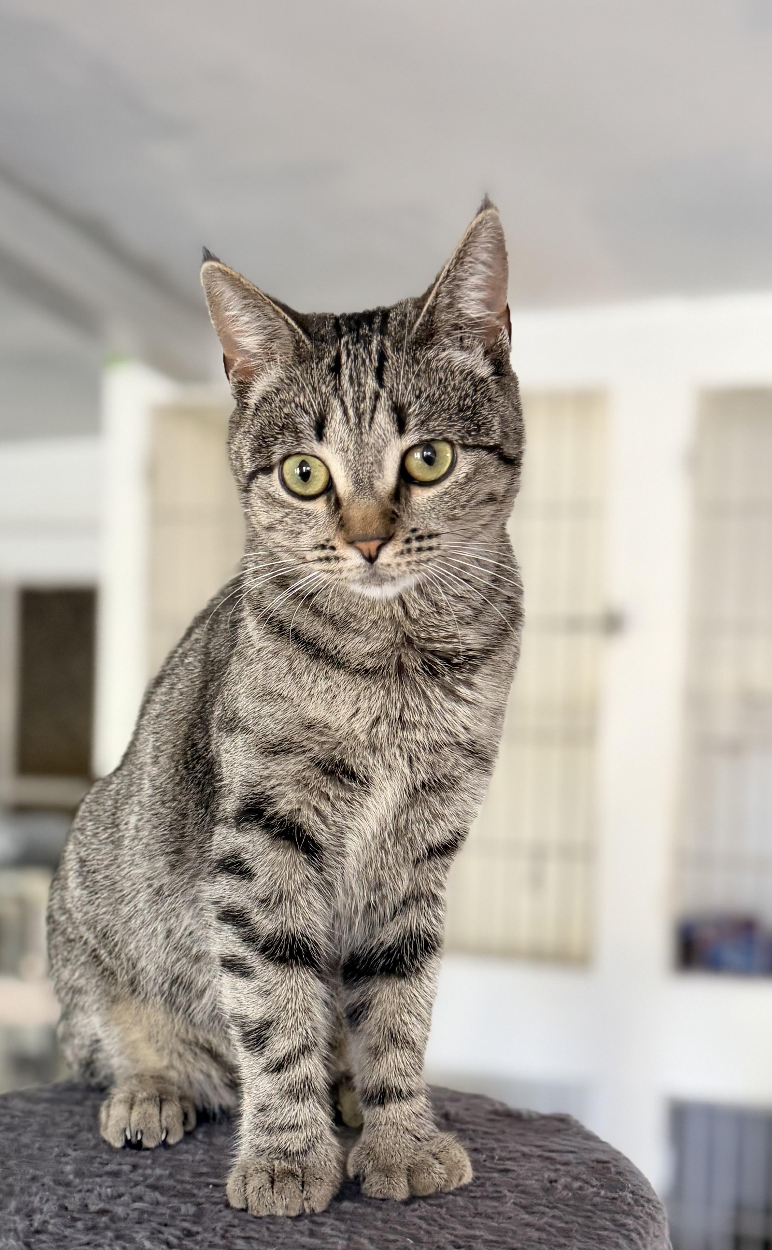 Enlarge POLLY, a ADOPTABLE Domestic Short Hair in Rowland Heights, CA image 2/5