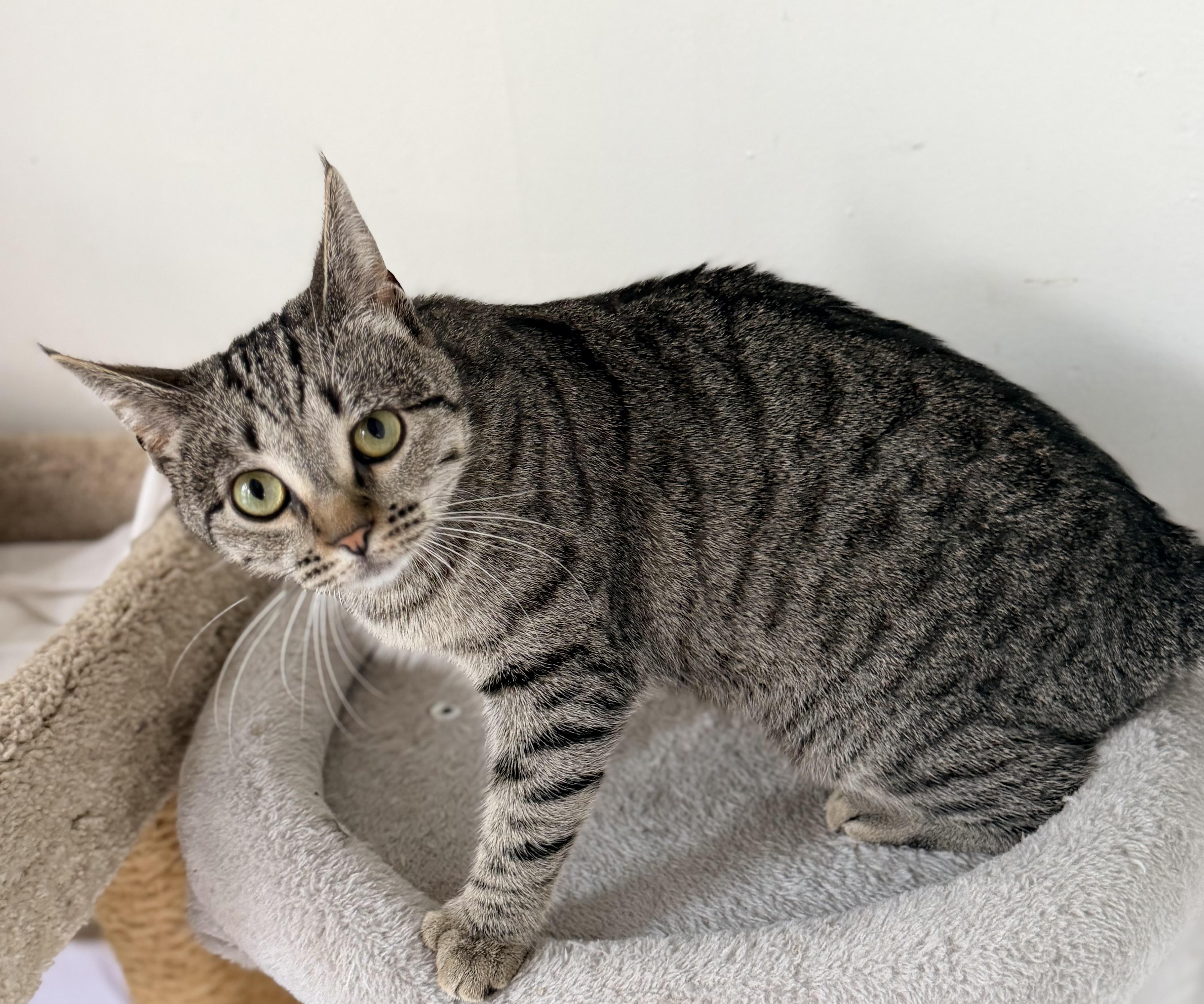 Enlarge POLLY, a ADOPTABLE Domestic Short Hair in Rowland Heights, CA image 3/5