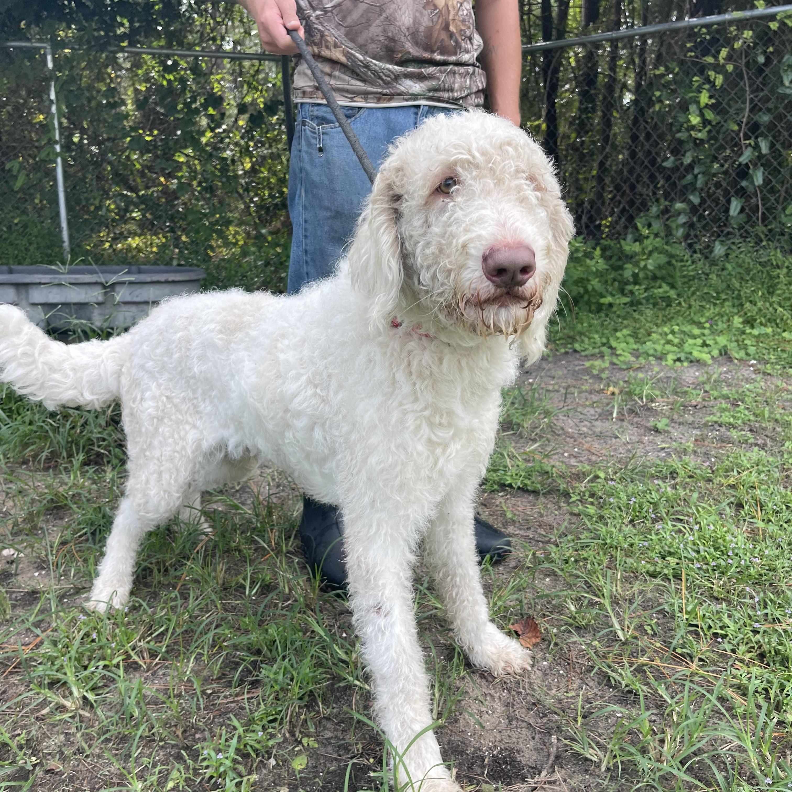 Enlarge Whitey, a Adoptable mixed breed in Sebring, FL image 3/6