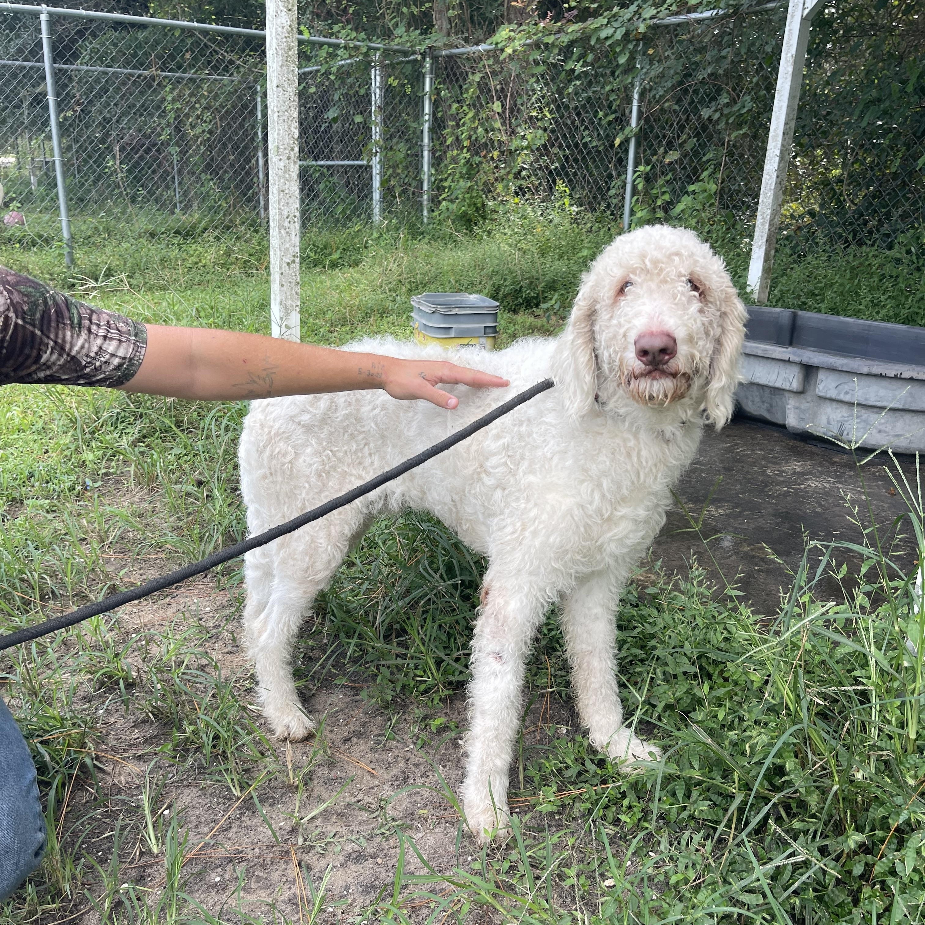 Enlarge Whitey, a Adoptable mixed breed in Sebring, FL image 5/6