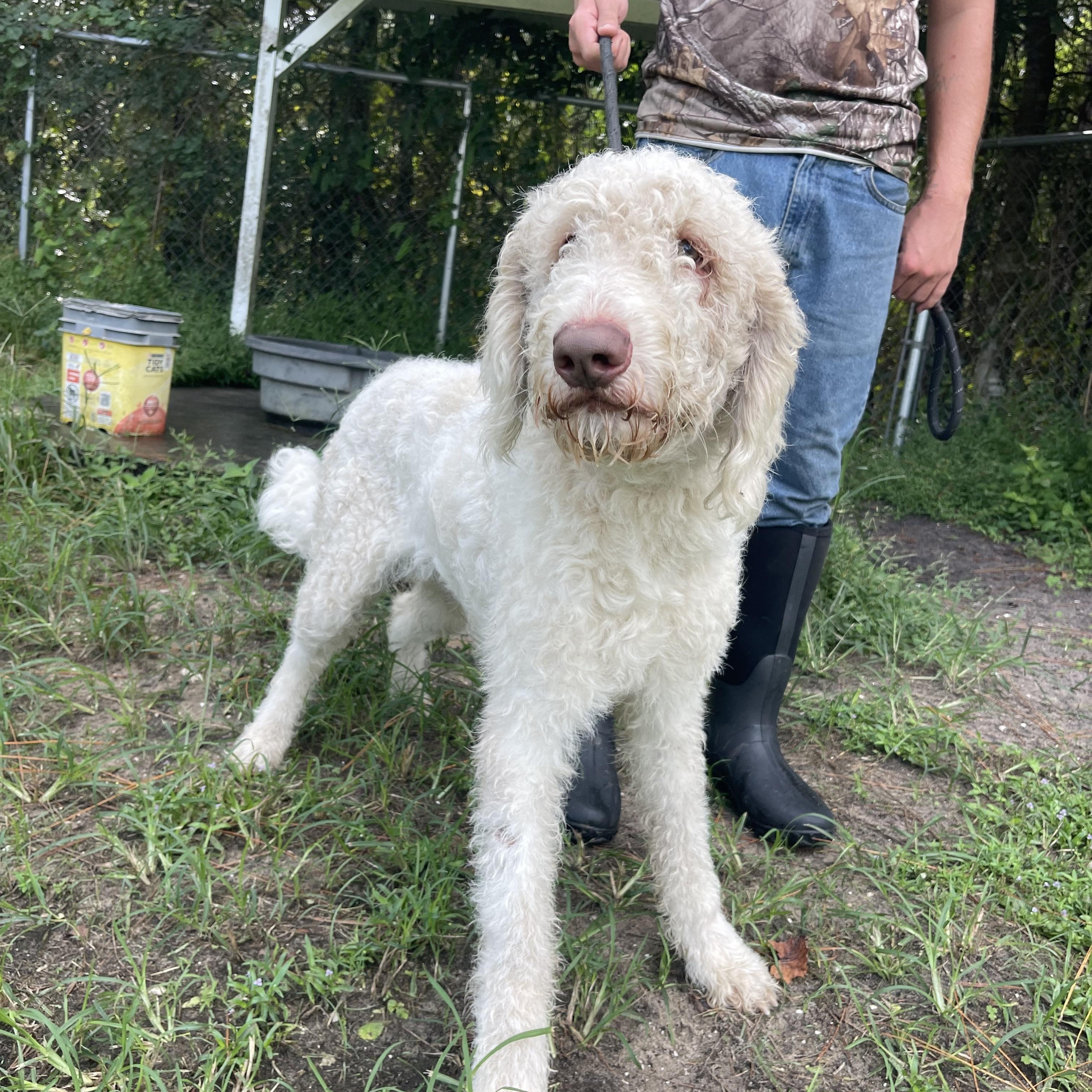 Enlarge Whitey, a Adoptable mixed breed in Sebring, FL image 2/6
