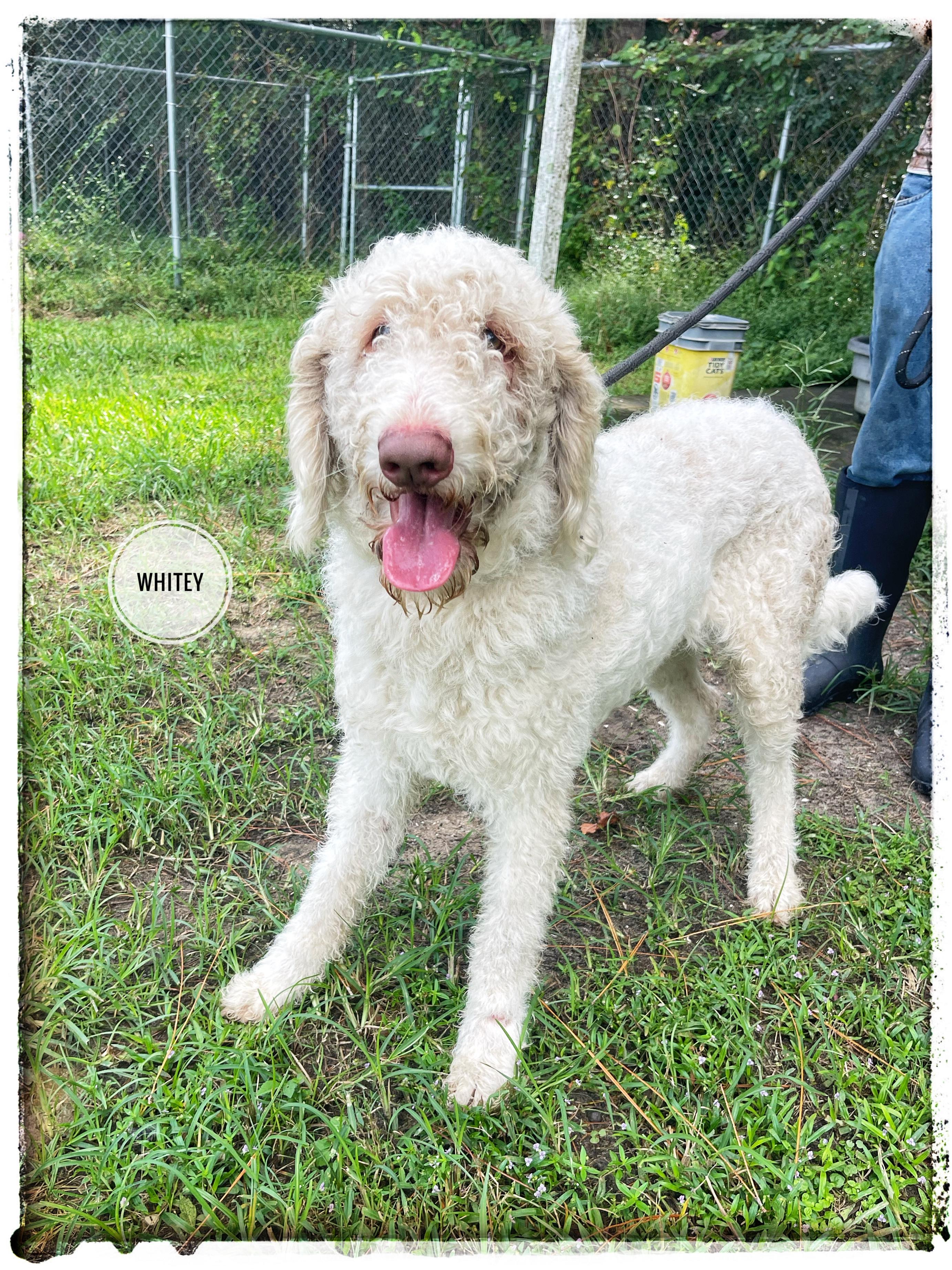 Whitey, Adoptable, Adult Male Goldendoodle.