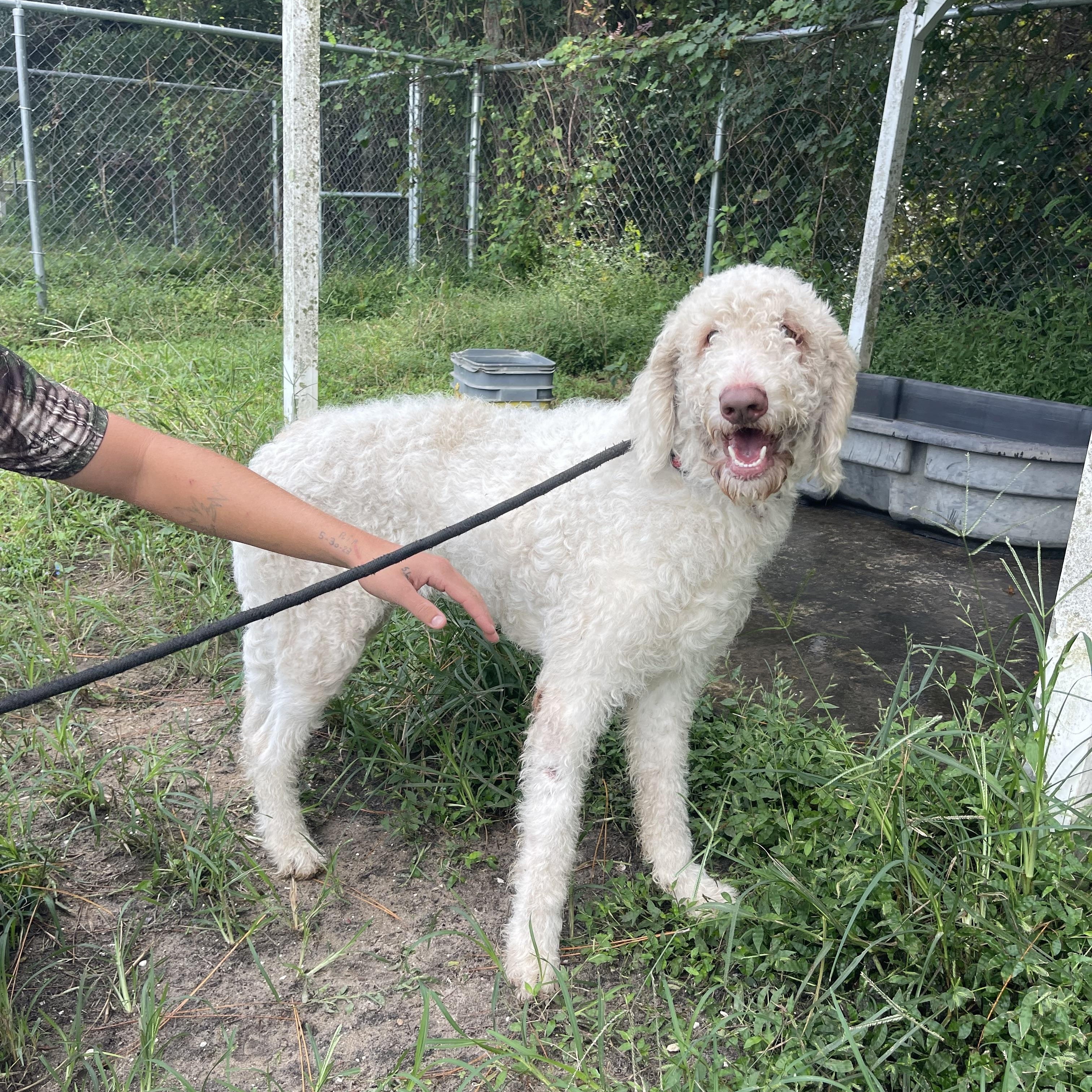 Enlarge Whitey, a Adoptable mixed breed in Sebring, FL image 6/6