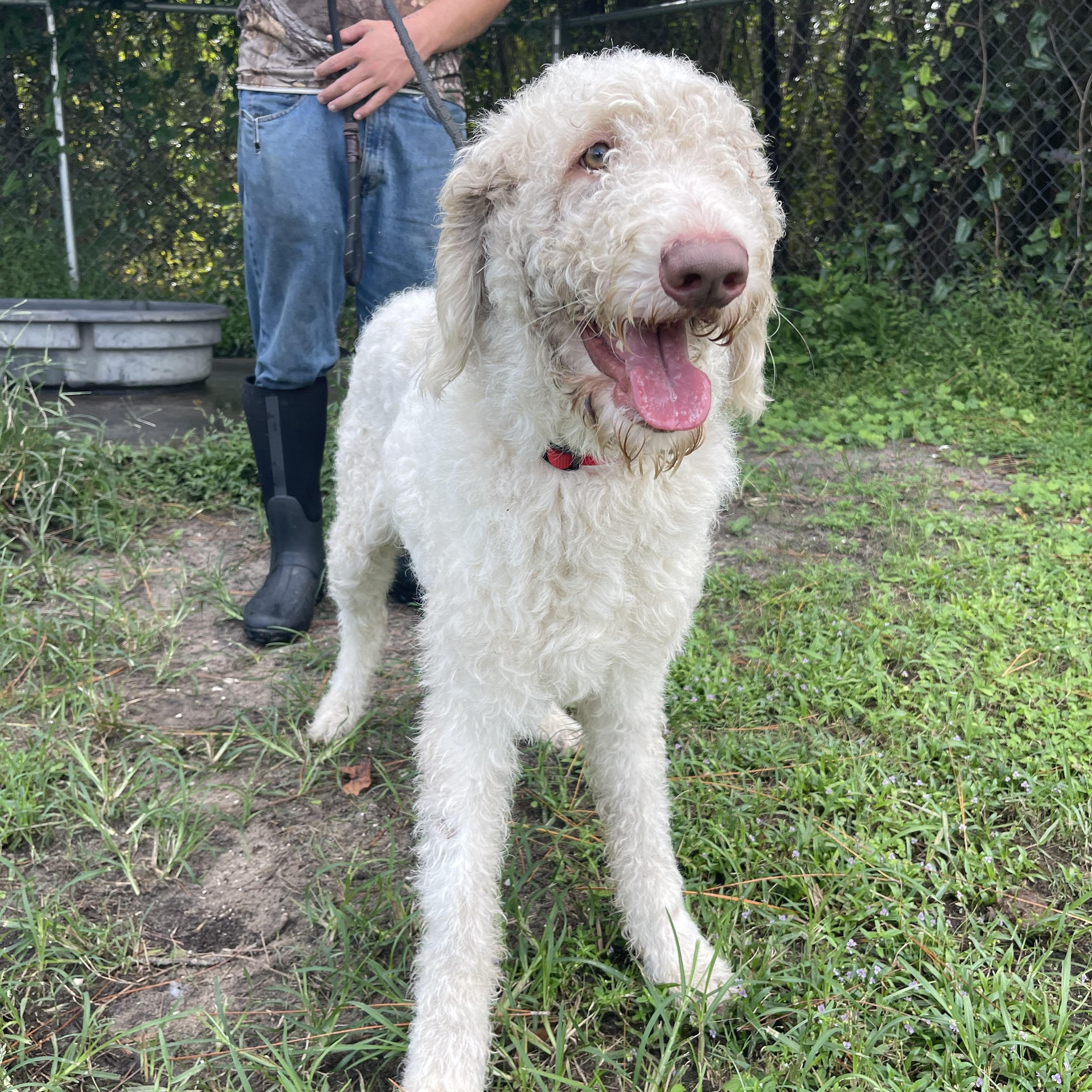 Enlarge Whitey, a Adoptable mixed breed in Sebring, FL image 4/6