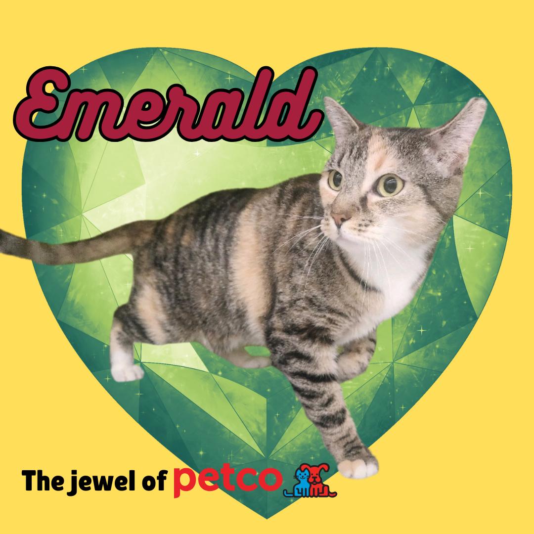 Emerald, Adult Female Domestic Short Hair