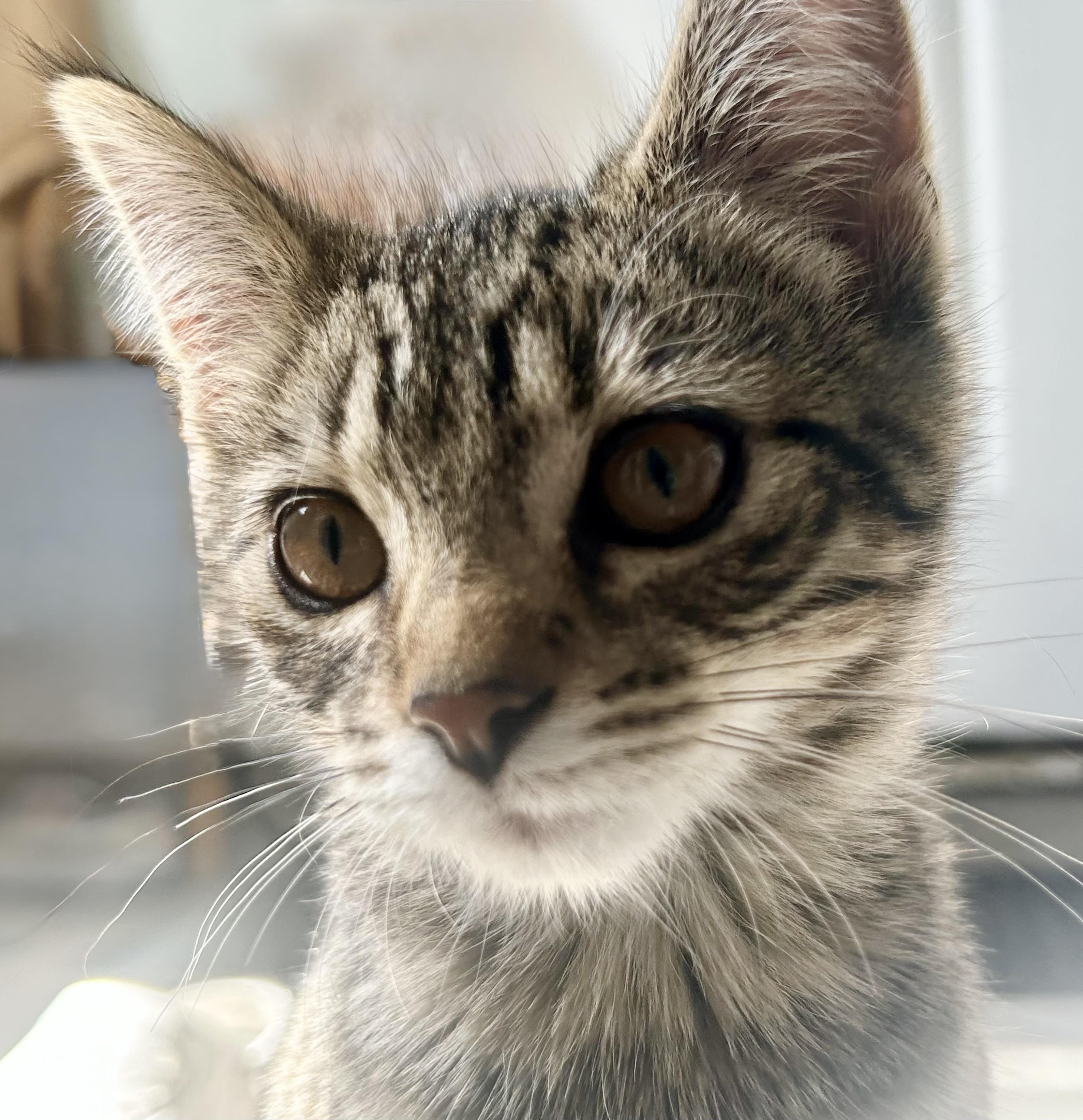 Arthur, a Adoptable Domestic Short Hair in Troy, MI image 1/5