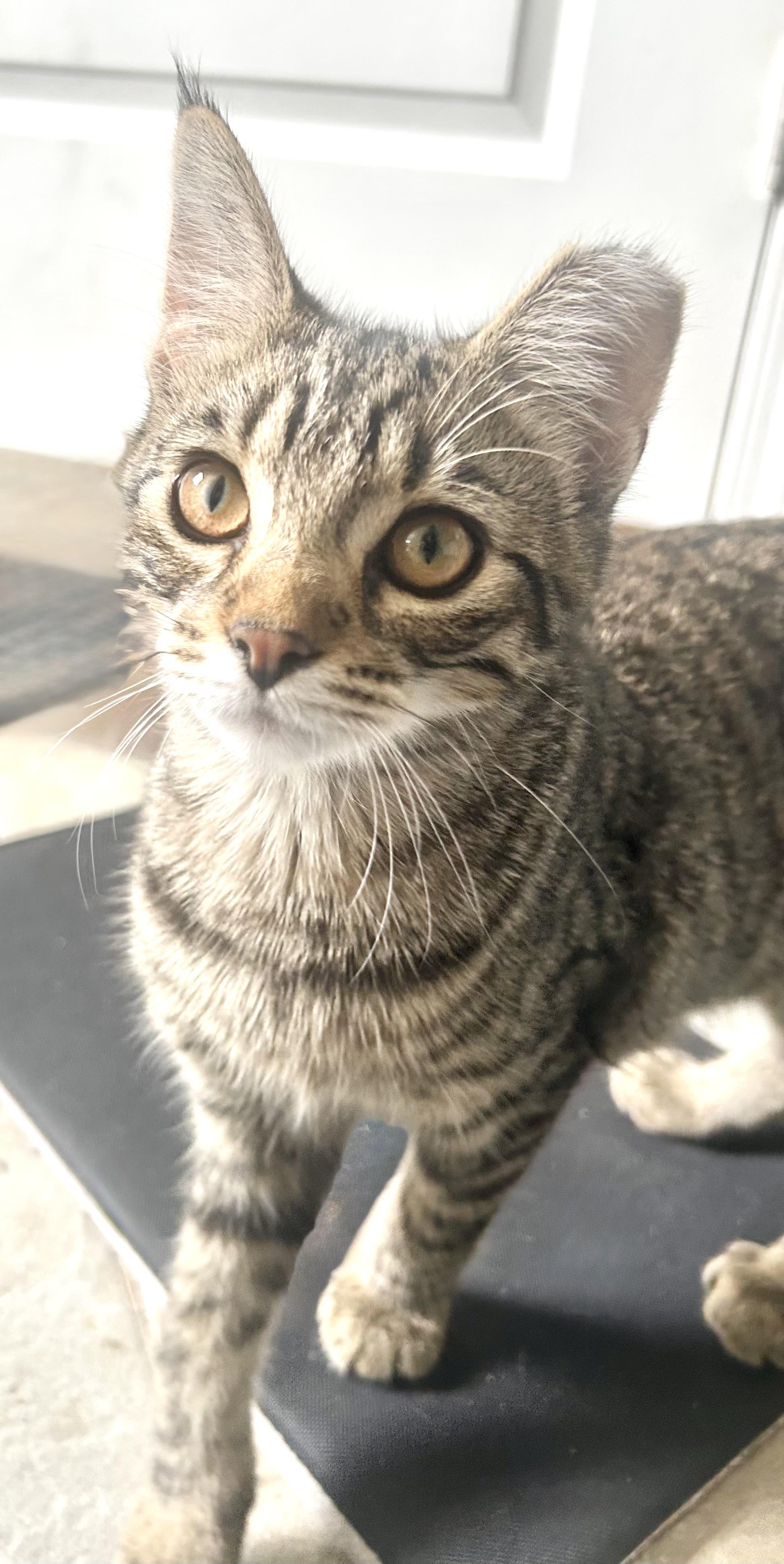 Arthur, a Adoptable Domestic Short Hair in Troy, MI image 2/5