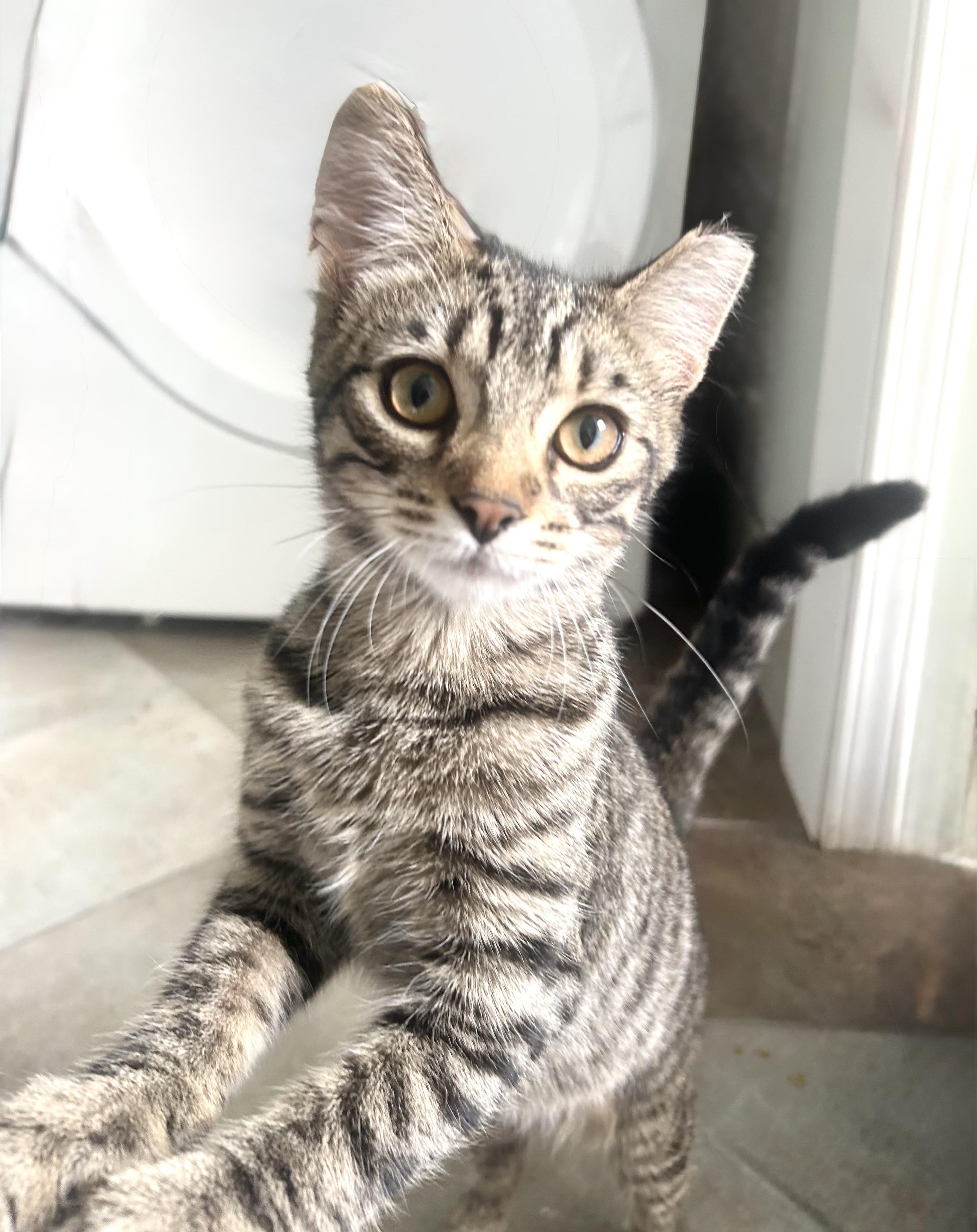 Arthur, a Adoptable Domestic Short Hair in Troy, MI image 3/5
