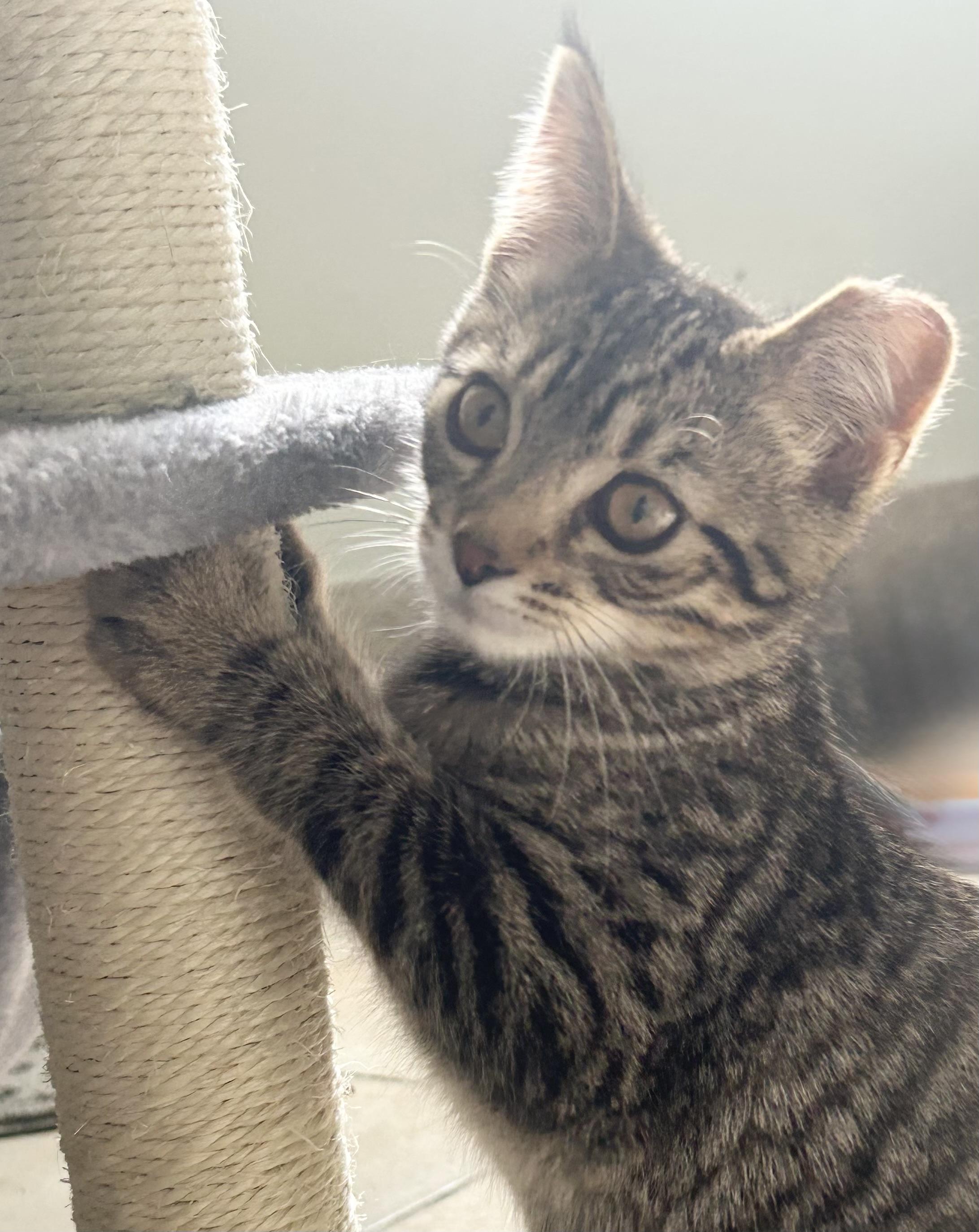 Arthur, a Adoptable Domestic Short Hair in Troy, MI image 4/5