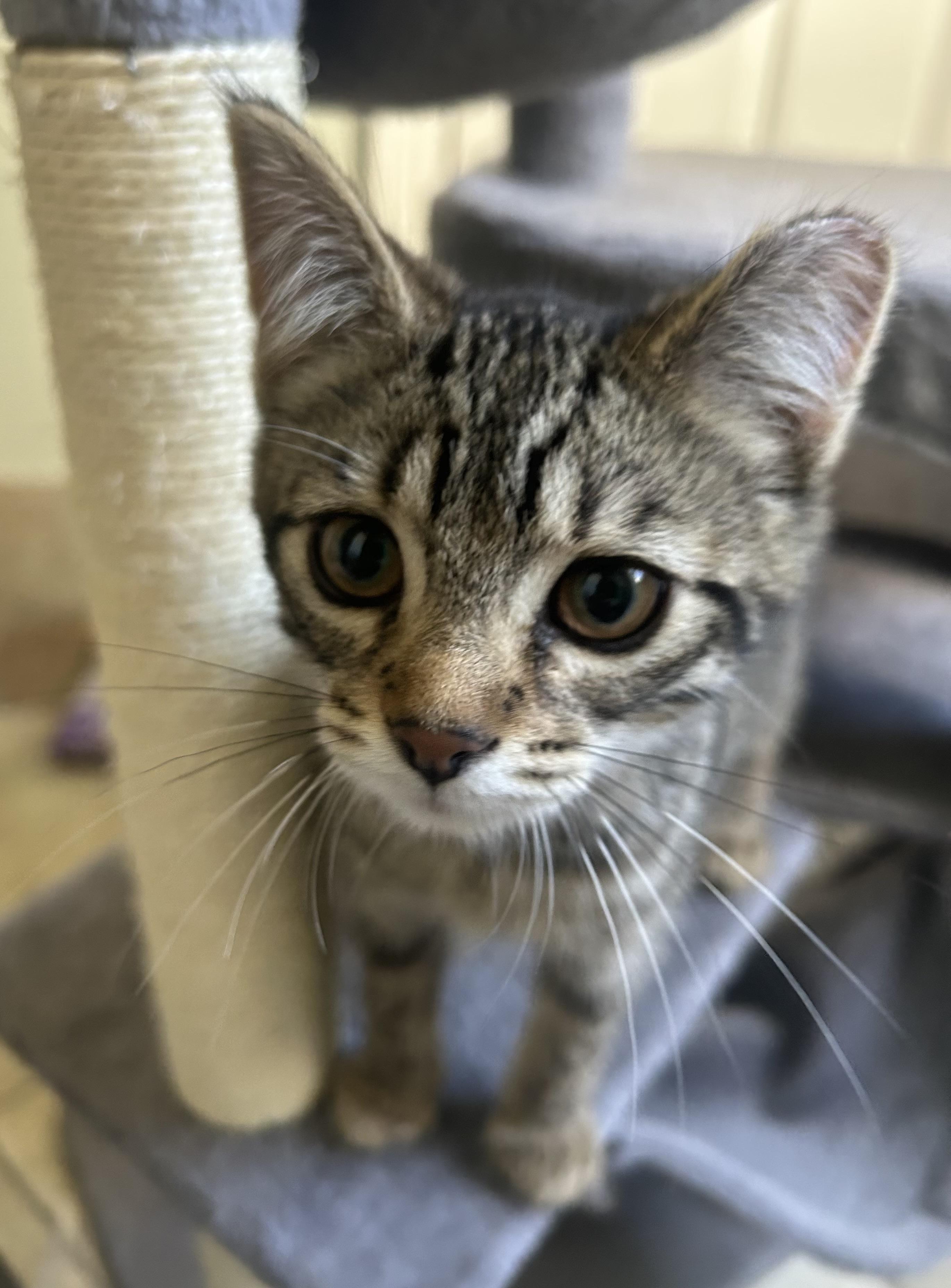 Arthur, a Adoptable Domestic Short Hair in Troy, MI image 5/5