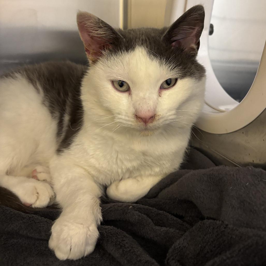 French, a Adoptable Domestic Short Hair in Saint Cloud, MN image 1/6