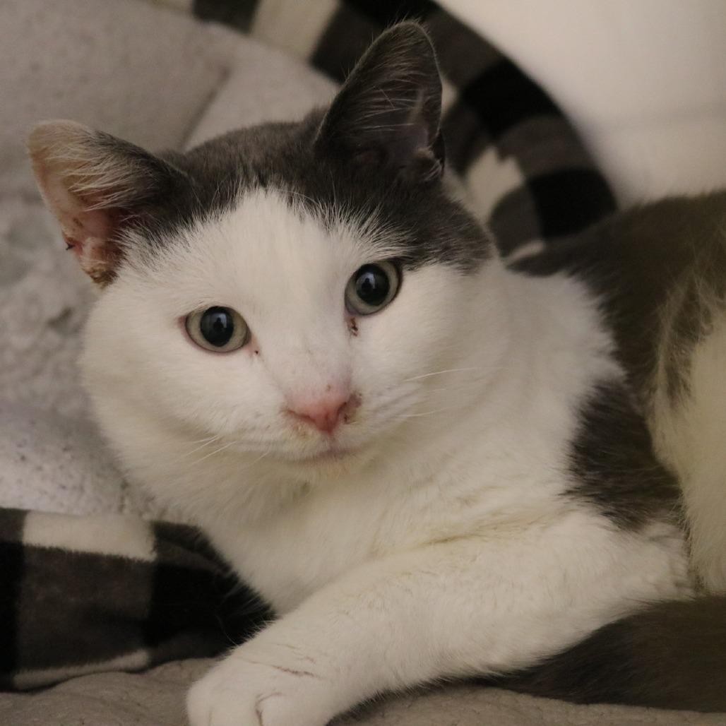 French, a Adoptable Domestic Short Hair in Saint Cloud, MN image 2/6