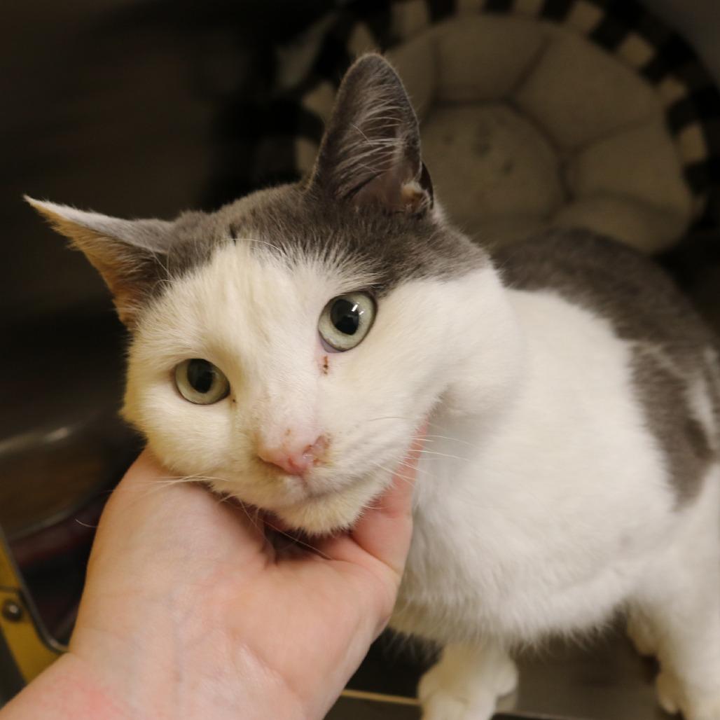 French, a Adoptable Domestic Short Hair in Saint Cloud, MN image 3/6