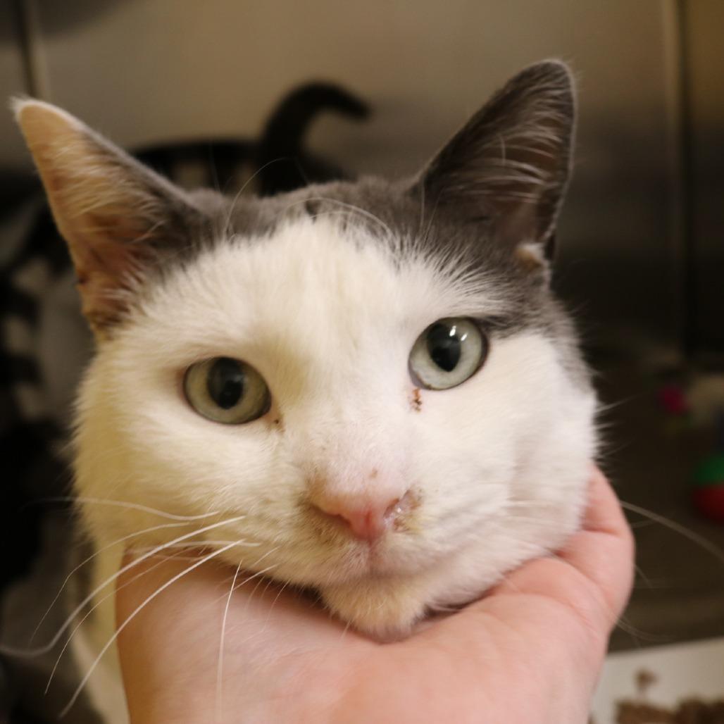 French, a Adoptable Domestic Short Hair in Saint Cloud, MN image 4/6