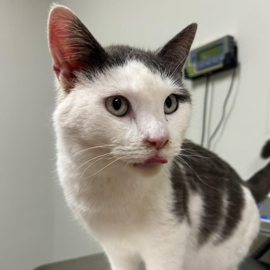 French, a Adoptable Domestic Short Hair in Saint Cloud, MN image 5/6