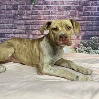 Enlarge Autumn, a Adoptable mixed breed in Fort Collins, CO image 1/6