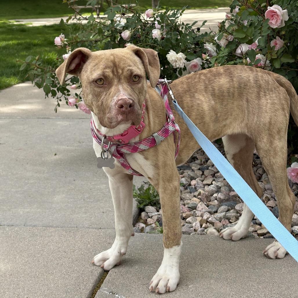 Enlarge Autumn, a Adoptable mixed breed in Fort Collins, CO image 2/6