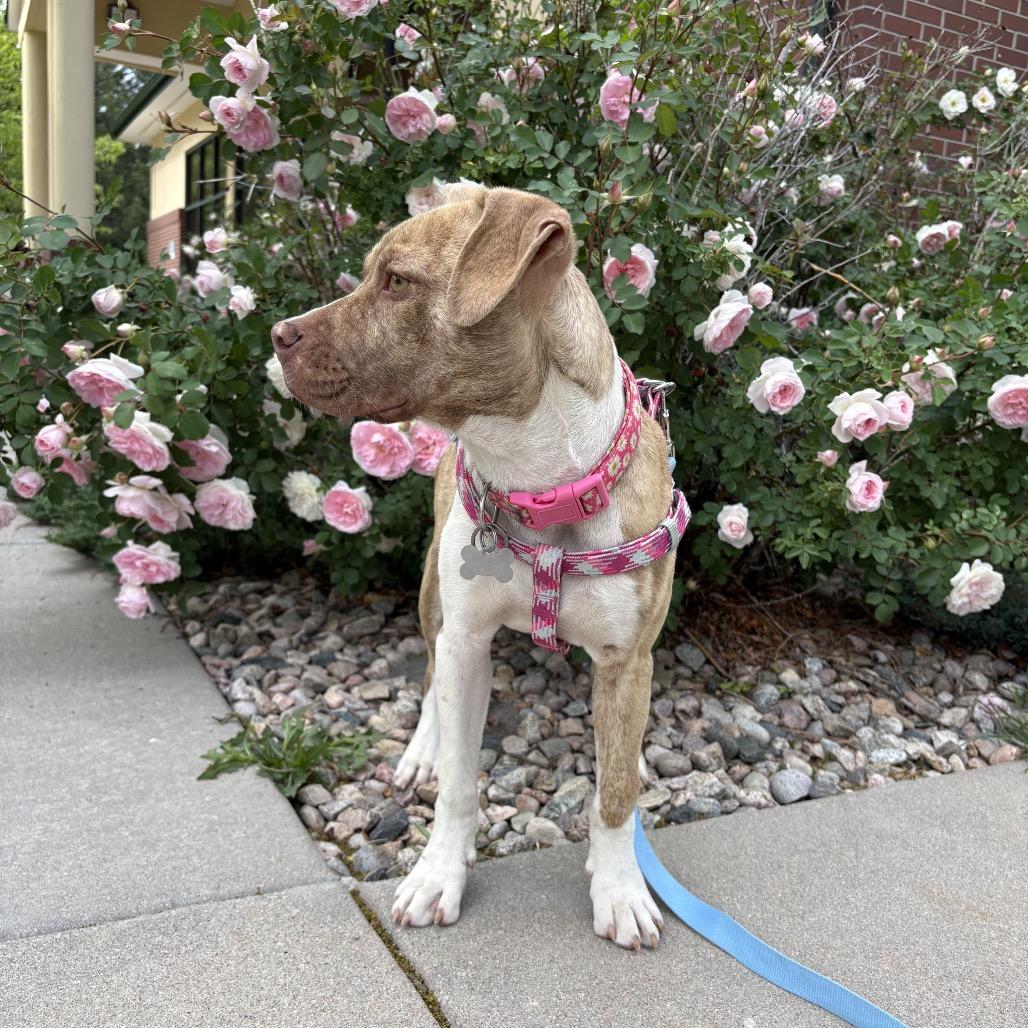 Enlarge Autumn, a Adoptable mixed breed in Fort Collins, CO image 3/6