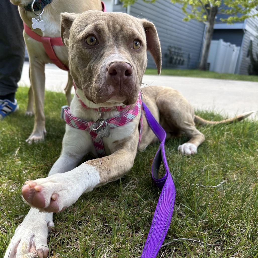 Enlarge Autumn, a Adoptable mixed breed in Fort Collins, CO image 4/6