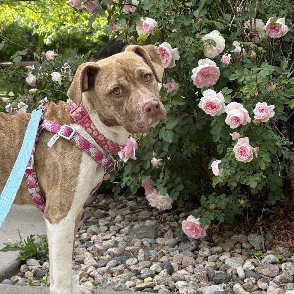 Enlarge Autumn, a Adoptable mixed breed in Fort Collins, CO image 5/6